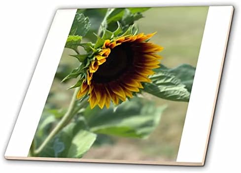 Trodimenzionalna slika suncokreta fotografija izbliza bočni pogled Žuta narančasta zelena-pločice