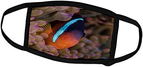 3droza Fidžija. Riba klaun skriva se među morskim anemonama. - Maske za lice